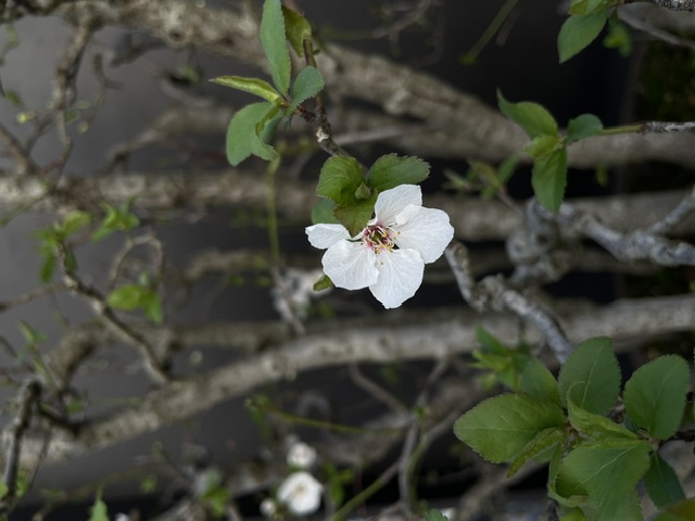 IMG_9228.jpg